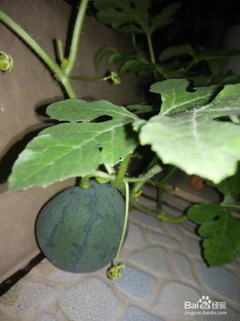 吃瓜的瓜种子可以种吗,探索种植乐趣