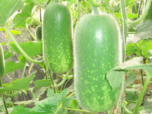 清澜吃瓜,揭秘网络热点的背后真相