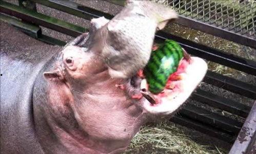 河马吃瓜 流口水,揭秘动物世界中的趣味瞬间