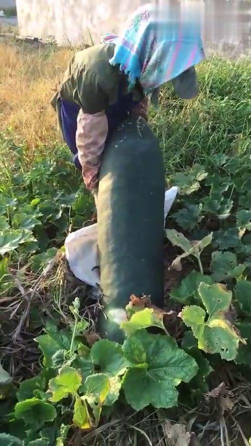 烂瓜怎么吃烂,创意料理新尝试