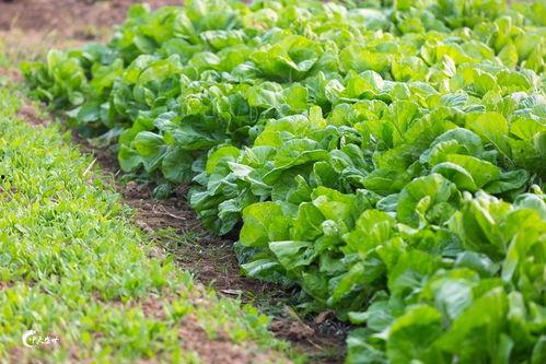 北湖丹丹吃瓜,揭秘瓜界新宠儿的魅力之旅