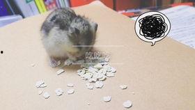 仓鼠管不管吃瓜