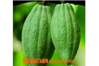 乳瓜可以咋吃,创意烹饪新体验