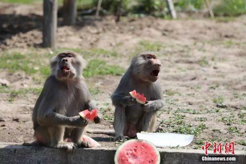 动物吃瓜小说,动物们的美食冒险记