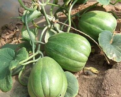 夏季吃老瓜,老瓜美食探秘