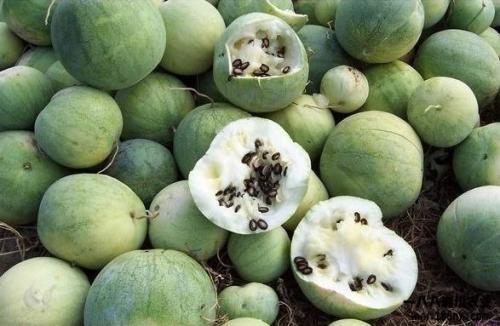 在日华人吃瓜,日籍华人视角下的中国娱乐圈“吃瓜”现象解析