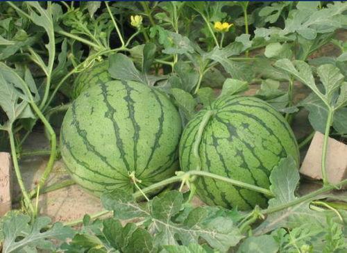 织里吃瓜事件,揭秘网络谣言背后的真相