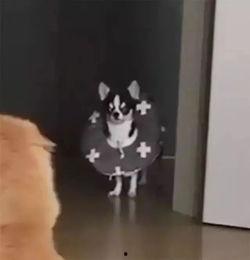 盒子里面的猫吃瓜,盒中猫儿的美食探险记