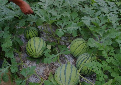 吃瓜吃一半发现是自己的瓜