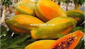 吃羊角瓜防便秘吗怎么吃,轻松应对便秘的天然良方