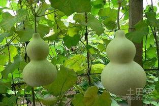 梦到吃葫芦瓜,葫芦瓜的神秘启示之旅